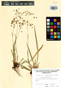 Luzula pilosa (L.) Willd., Siberia, Central Siberia (S3) (Russia)