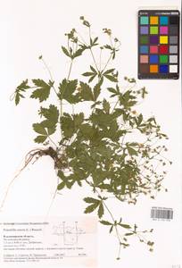 Potentilla erecta (L.) Raeusch., Eastern Europe, Central region (E4) (Russia)