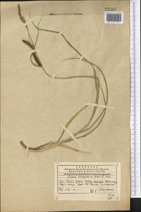 Carex songorica Kar. & Kir., Middle Asia, Western Tian Shan & Karatau (M3) (Kazakhstan)