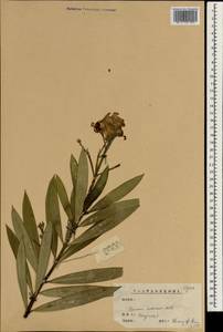 Nerium indicum Mill., South Asia, South Asia (Asia outside ex-Soviet states and Mongolia) (ASIA) (China)