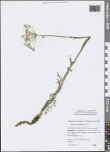 Peucedanum vaginatum Ledeb., Siberia, Baikal & Transbaikal region (S4) (Russia)