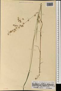 Melica turczaninowiana Ohwi, Mongolia (MONG) (Mongolia)