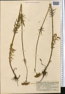 Valeriana dubia Bunge, Middle Asia, Western Tian Shan & Karatau (M3) (Kyrgyzstan)