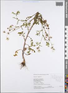 Senecio vulgaris L., Eastern Europe, Central region (E4) (Russia)