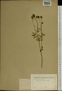 Poterium sanguisorba, Eastern Europe, Moscow region (E4a) (Russia)