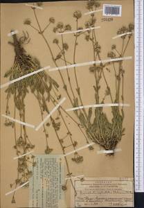 Gypsophila cephalotes (Schrenk) F.N. Williams, Middle Asia, Western Tian Shan & Karatau (M3) (Kazakhstan)