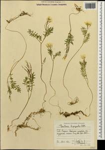 Cardamine bipinnata (C. A. Mey.) O. E. Schulz, Caucasus, North Ossetia, Ingushetia & Chechnya (K1c) (Russia)