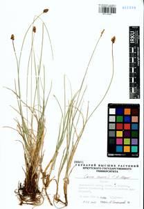 Carex enervis C.A.Mey., Siberia, Baikal & Transbaikal region (S4) (Russia)