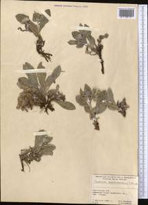 Saussurea elliptica C. B. Clarke ex Hook. fil., Middle Asia, Pamir & Pamiro-Alai (M2) (Kyrgyzstan)