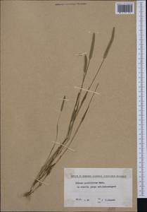 Phleum paniculatum Huds., Western Europe (EUR) (Bulgaria)