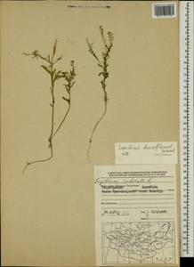 Lepidium apetalum Willd., Mongolia (MONG) (Mongolia)