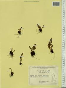 Woodsia ilvensis (L.) R. Br., Siberia, Chukotka & Kamchatka (S7) (Russia)