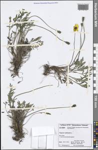 Oreomecon nudicaulis subsp. nudicaulis, Siberia, Central Siberia (S3) (Russia)