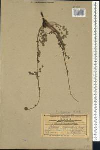 Poterium sanguisorba subsp. polygamum (Waldst. & Kit.) Asch. & Graebn., Caucasus, Azerbaijan (K6) (Azerbaijan)