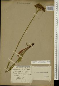 Pilosella auriculoides (Láng) Arv.-Touv., Caucasus, Georgia (K4) (Georgia)