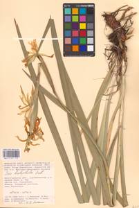 Iris halophila Pall., Eastern Europe, Lower Volga region (E9) (Russia)