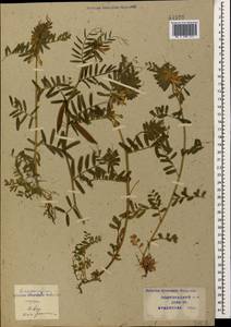 Vicia pannonica Crantz, Caucasus, Krasnodar Krai & Adygea (K1a) (Russia)