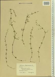 Galium uliginosum L., Eastern Europe, Estonia (E2c) (Estonia)