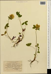 Trifolium canescens Willd., Caucasus, South Ossetia (K4b) (South Ossetia)
