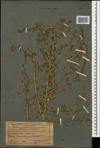 Amaranthus albus L., Caucasus, Azerbaijan (K6) (Azerbaijan)