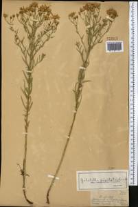 Galatella sedifolia subsp. sedifolia, Middle Asia, Dzungarian Alatau & Tarbagatai (M5) (Kazakhstan)