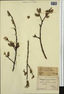 Salix caprea L., Western Europe (EUR) (Germany)