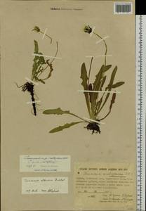 Taraxacum albescens Dahlst., Siberia, Yakutia (S5) (Russia)