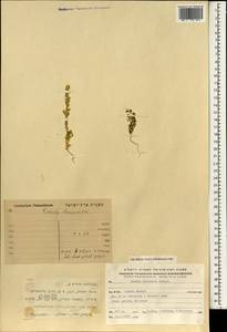 Reseda decursiva Forsk., South Asia, South Asia (Asia outside ex-Soviet states and Mongolia) (ASIA) (Israel)