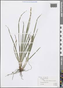 Carex michelii Host, Caucasus, Black Sea Shore (from Novorossiysk to Adler) (K3) (Russia)