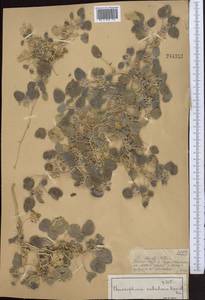 Chrozophora sabulosa Kar. & Kir., Middle Asia, Muyunkumy, Balkhash & Betpak-Dala (M9) (Kazakhstan)