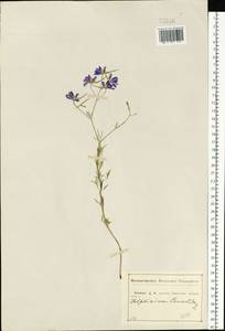 Delphinium consolida subsp. consolida, Eastern Europe, Central forest-and-steppe region (E6) (Russia)