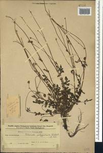 Poterium sanguisorba subsp. polygamum (Waldst. & Kit.) Asch. & Graebn., Caucasus, Azerbaijan (K6) (Azerbaijan)