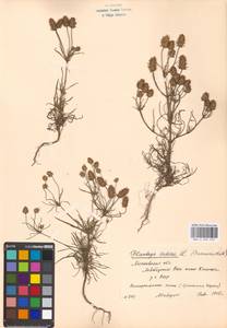 Plantago arenaria Waldst. & Kit., Eastern Europe, Moscow region (E4a) (Russia)