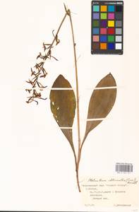 Platanthera chlorantha (Custer) Rchb., Eastern Europe, Moscow region (E4a) (Russia)
