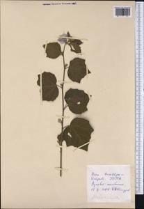 Malvaceae, America (AMER) (Peru)