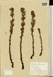 Orobanche alba, Eastern Europe, Central region (E4) (Russia)