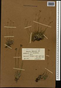 Eremogone lychnidea (Bieb.) Rupr., Caucasus, Krasnodar Krai & Adygea (K1a) (Russia)