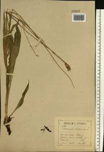 Pseudopodospermum hispanicum subsp. hispanicum, Eastern Europe, Central forest-and-steppe region (E6) (Russia)