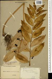 Polygonatum multiflorum (L.) All., Caucasus, Georgia (K4) (Georgia)