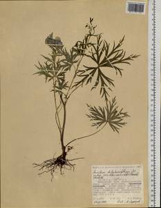 Aconitum pseudokusnezowii Vorosch., Siberia, Russian Far East (S6) (Russia)