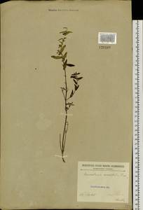 Scutellaria scordiifolia Fisch. ex Schrank, Siberia, Baikal & Transbaikal region (S4) (Russia)