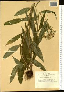 Senecio nemorensis L., Siberia, Altai & Sayany Mountains (S2) (Russia)