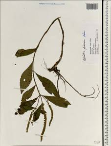 Elsholtzia fruticosa (D.Don) Rehder, South Asia, South Asia (Asia outside ex-Soviet states and Mongolia) (ASIA) (Nepal)