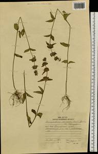 Clinopodium chinense (Benth.) Kuntze, Siberia, Russian Far East (S6) (Russia)