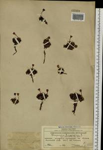 Diapensia obovata (F. Schmidt) Nakai, Siberia, Chukotka & Kamchatka (S7) (Russia)