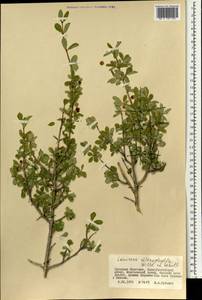 Lonicera microphylla Willd. ex Roem. & Schult., Mongolia (MONG) (Mongolia)