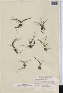 Isoetes lacustris L., America (AMER) (Canada)