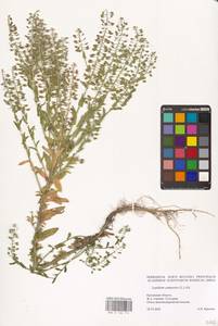 Lepidium campestre (L.) W.T.Aiton, Eastern Europe, Central region (E4) (Russia)