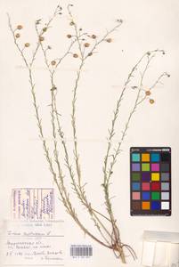 Linum austriacum L., Eastern Europe, Lower Volga region (E9) (Russia)