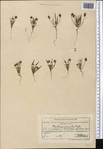 Plantago minuta Pall., Middle Asia, Muyunkumy, Balkhash & Betpak-Dala (M9) (Kazakhstan)